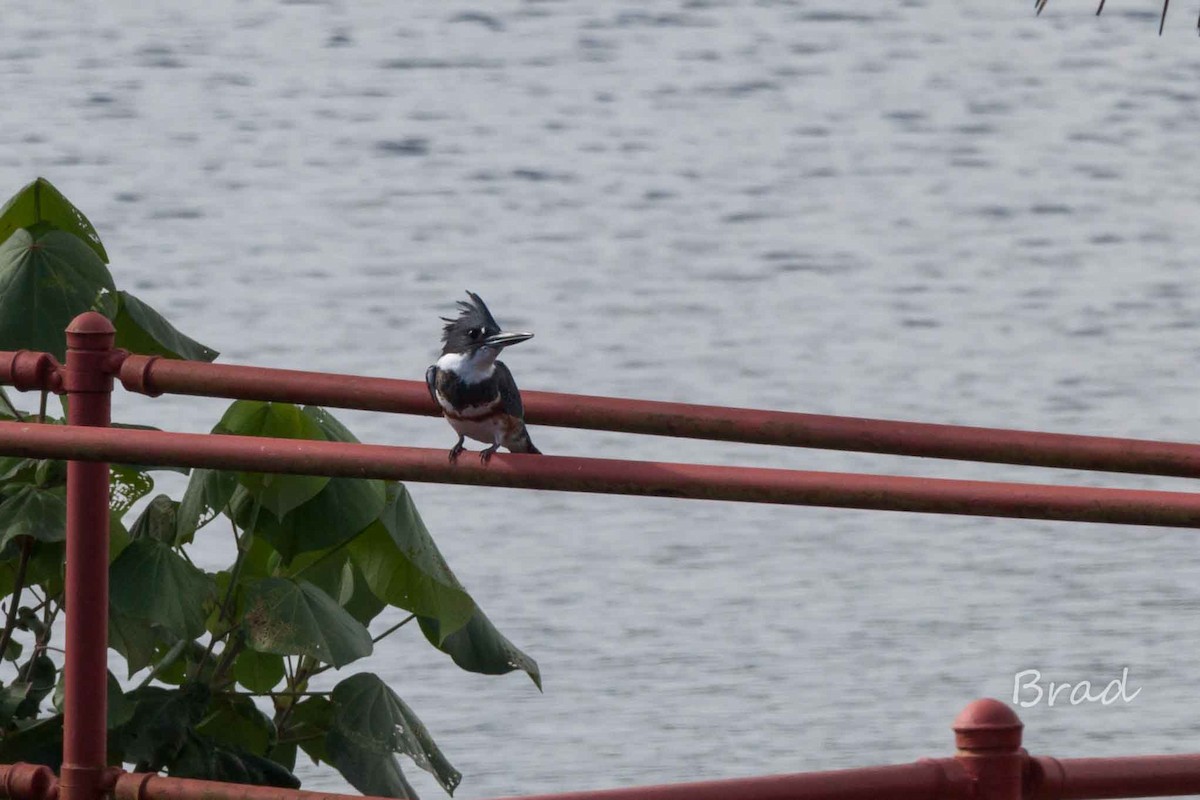 Belted Kingfisher - ML21420851