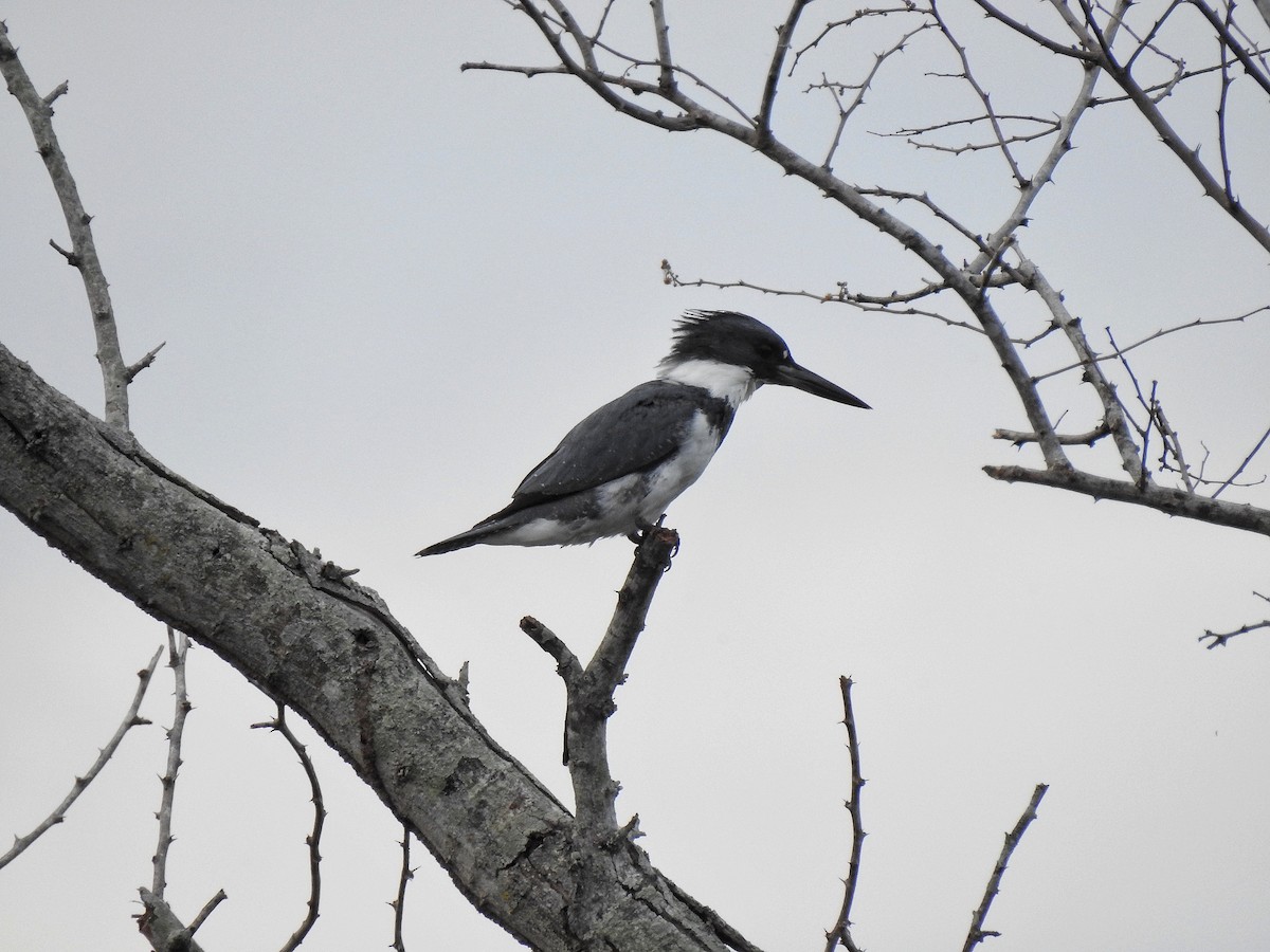 Belted Kingfisher - ML214210961