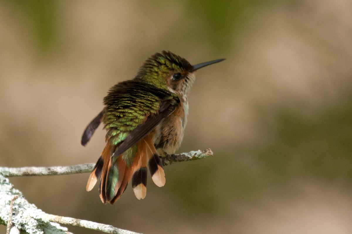 Scintillant Hummingbird - Robert Lewis