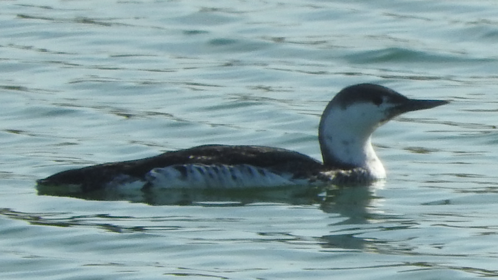 Red-throated Loon - Bill Cone