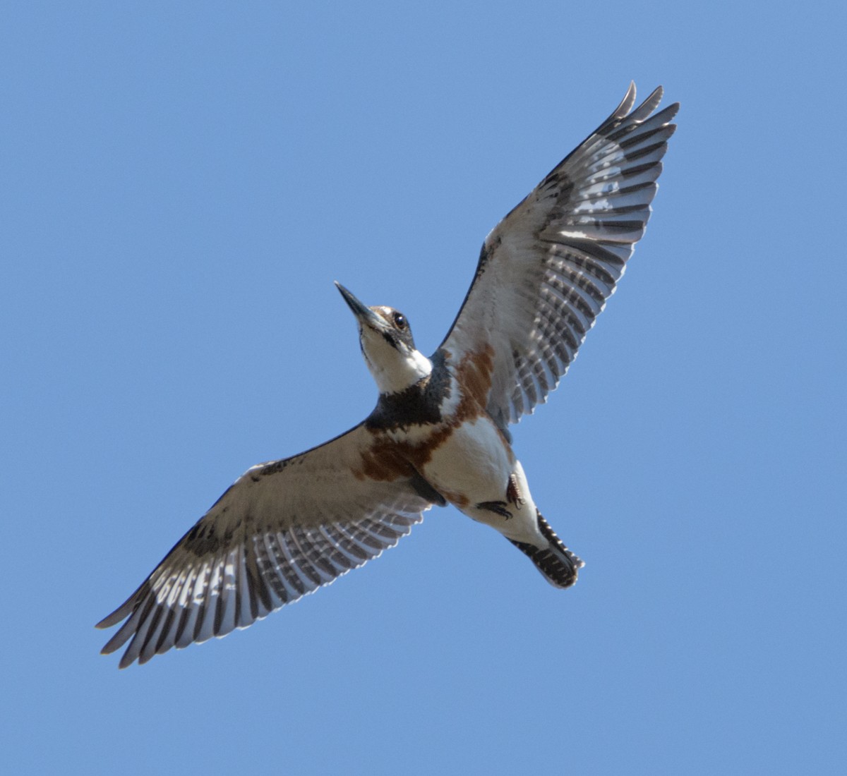 Belted Kingfisher - ML214215091