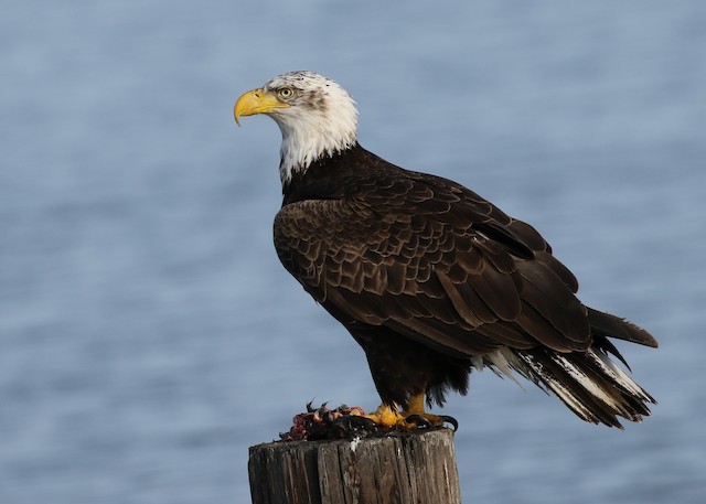 Plumages, Molts, and Structure - Bald Eagle - Haliaeetus