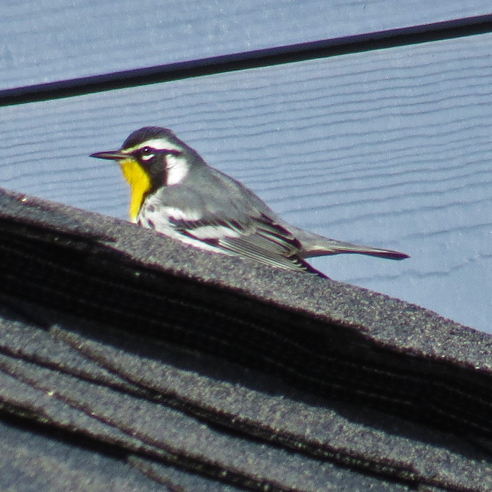 Yellow-throated Warbler - ML21421611