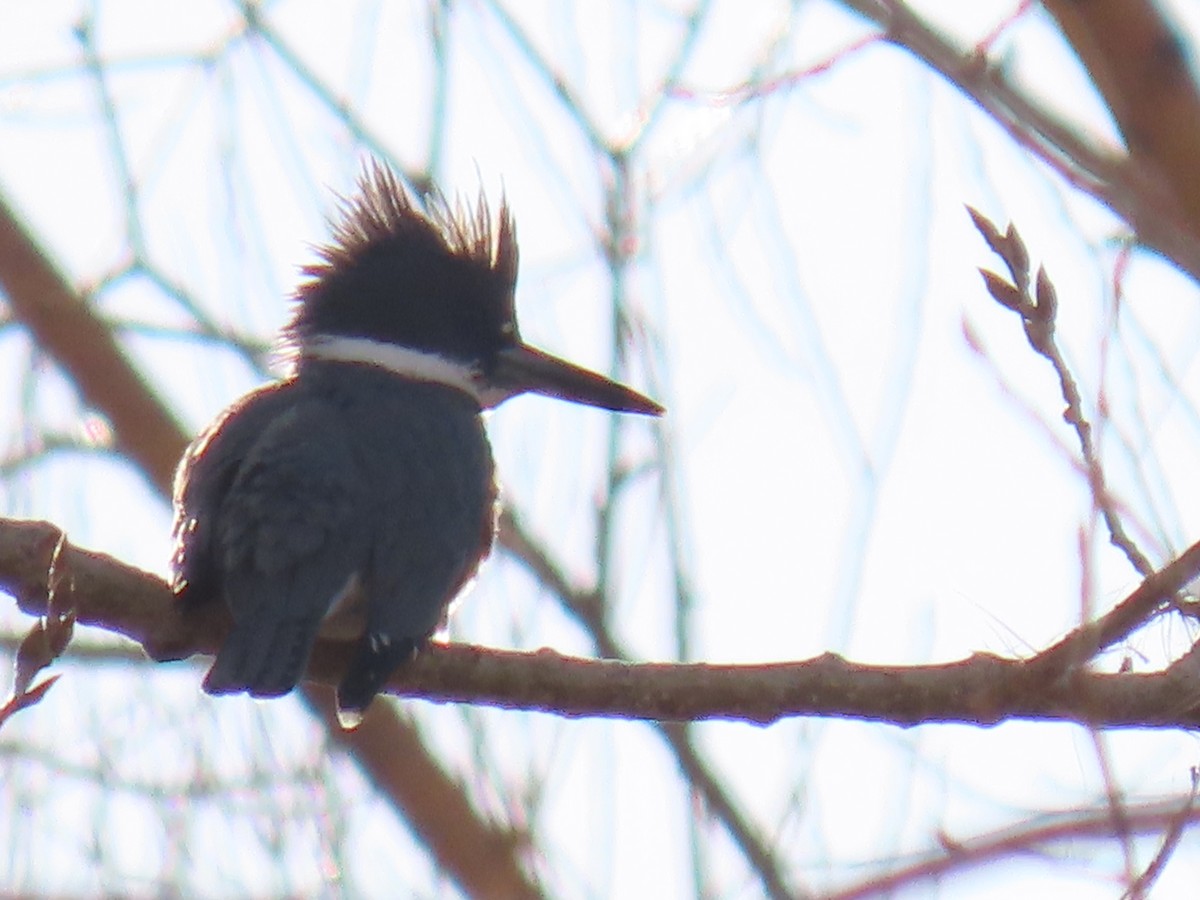 Belted Kingfisher - ML214216721