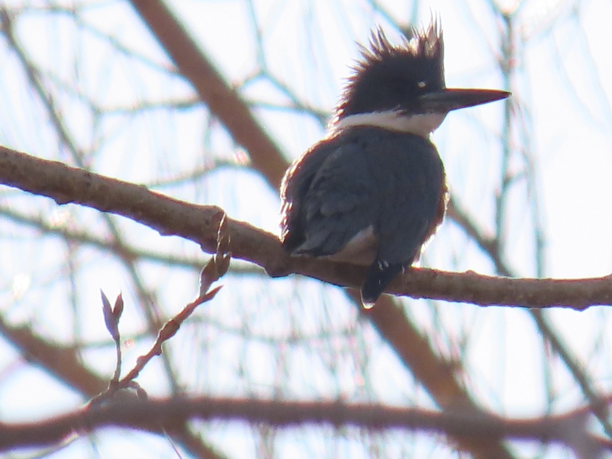 Belted Kingfisher - ML214216871
