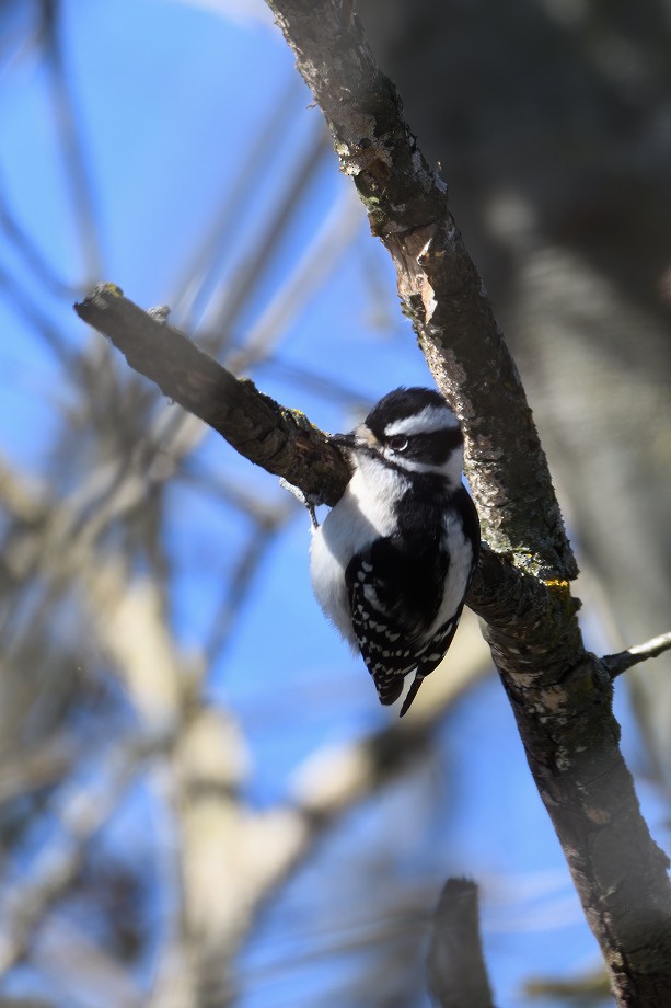 Downy Woodpecker (Eastern) - ML214218531
