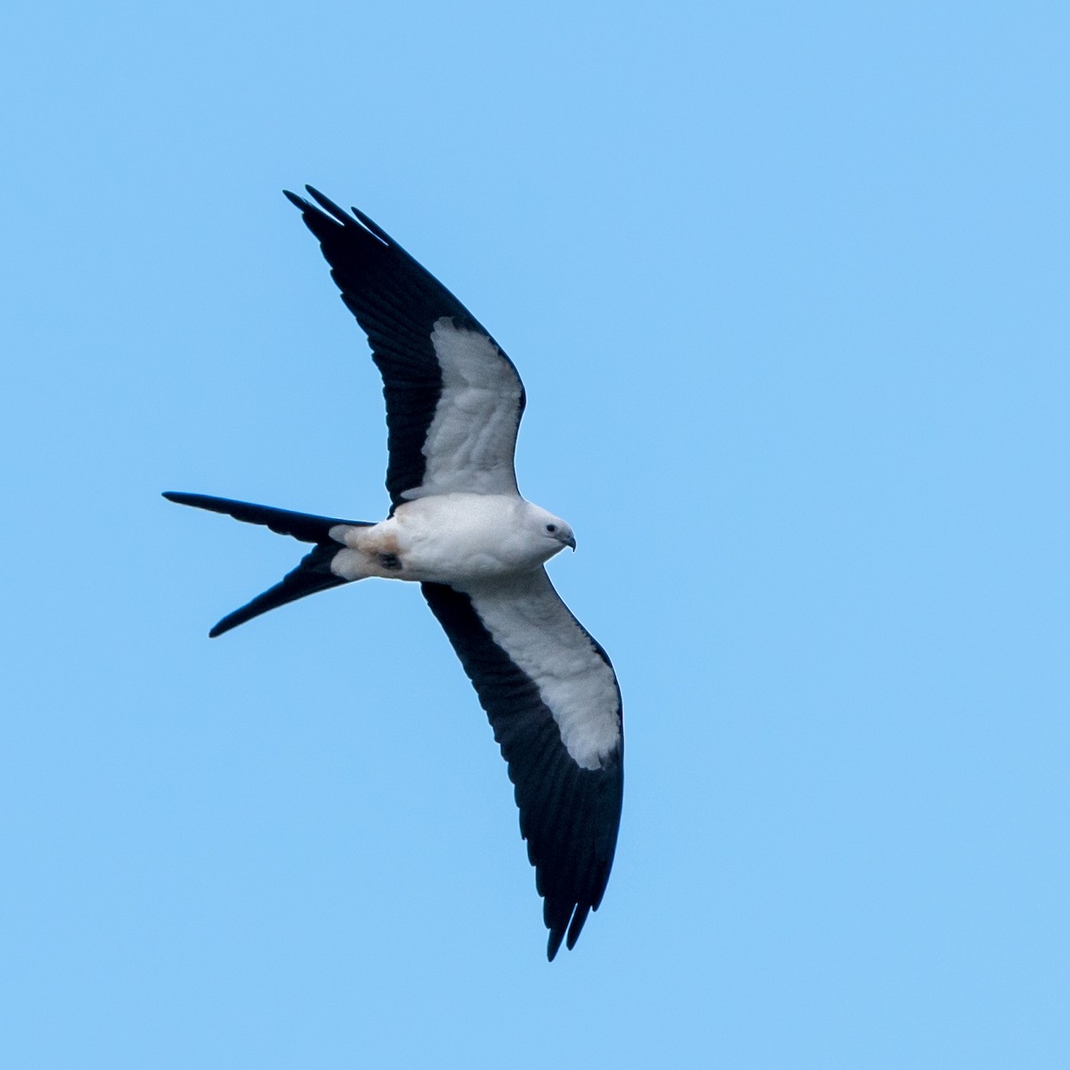 Swallow-tailed Kite - ML214218771