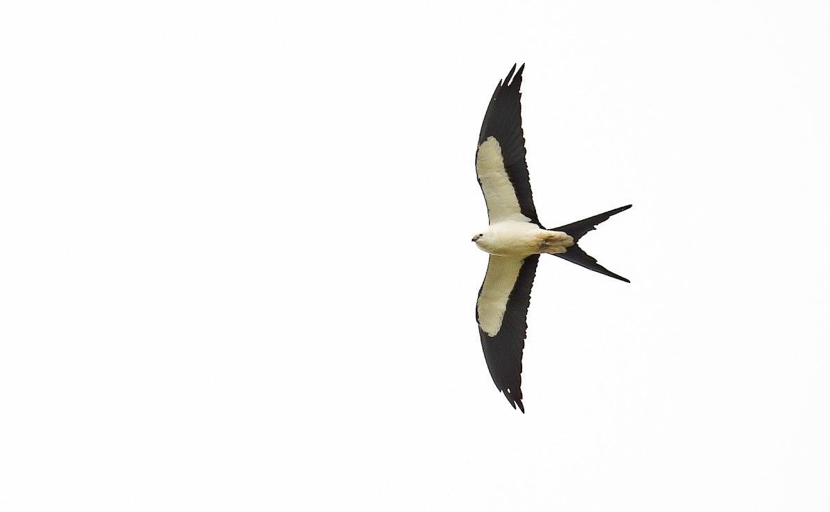 Swallow-tailed Kite - Lizabeth Southworth