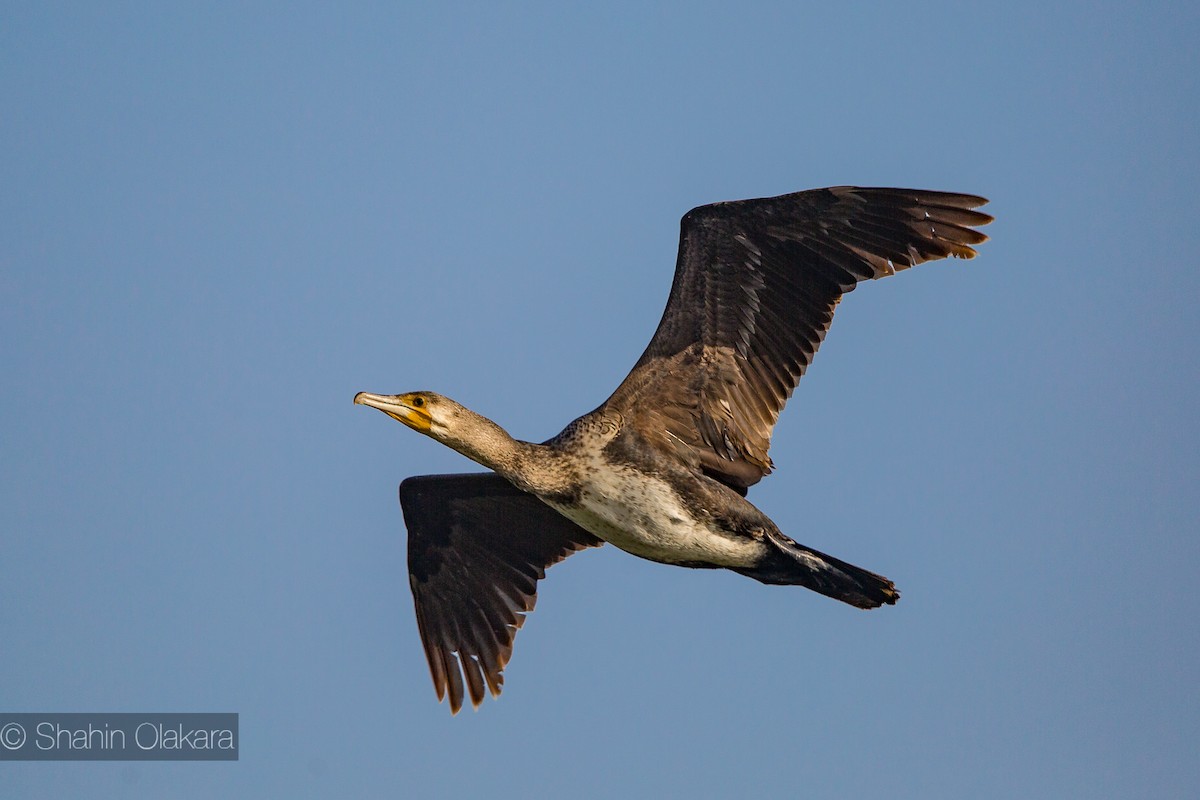 Great Cormorant - shahin olakara