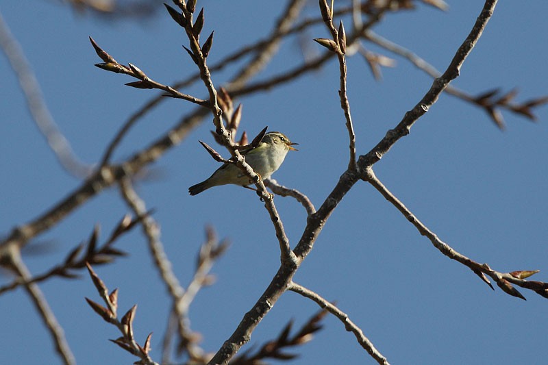 Yellow-browed Warbler - ML21422811