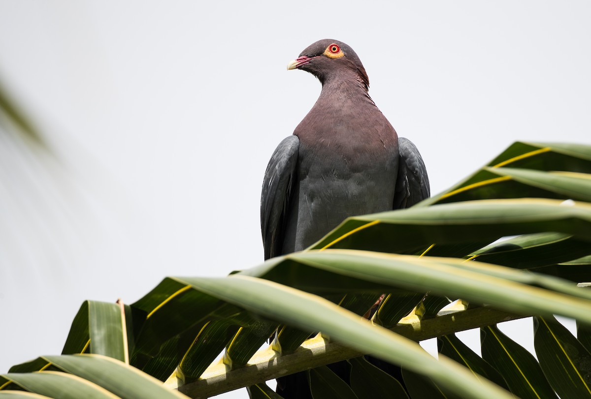 Scaly-naped Pigeon - ML214230341