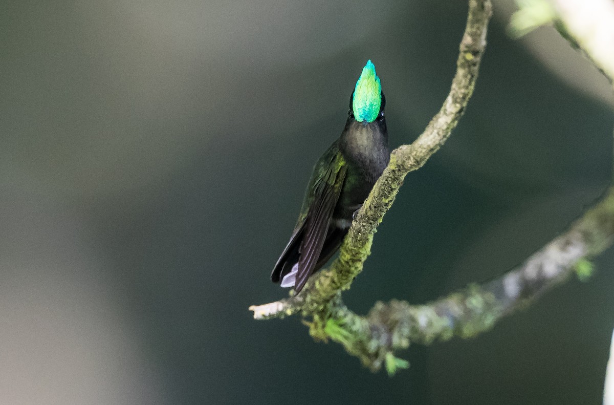 kolibřík chocholatý (ssp. exilis) - ML214230871