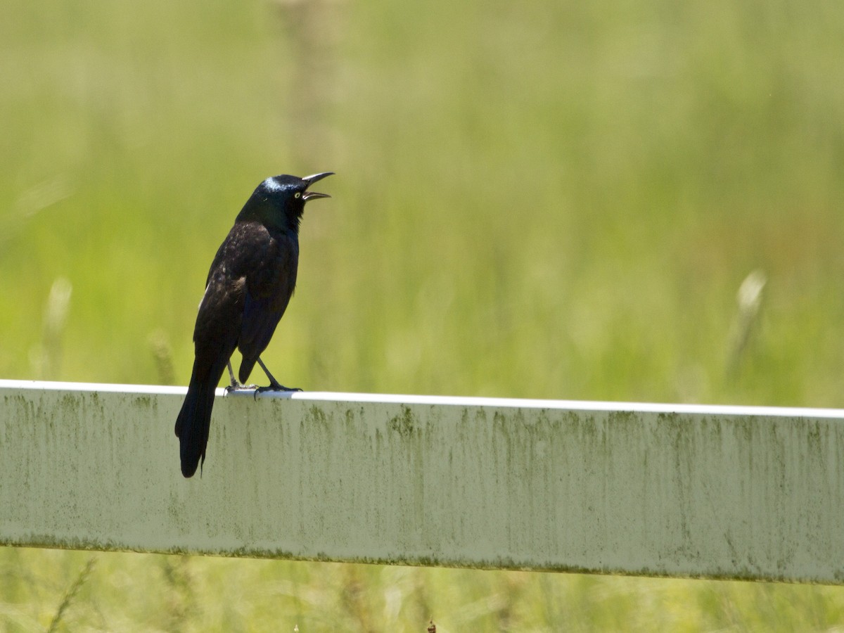 Common Grackle - Phil Stouffer