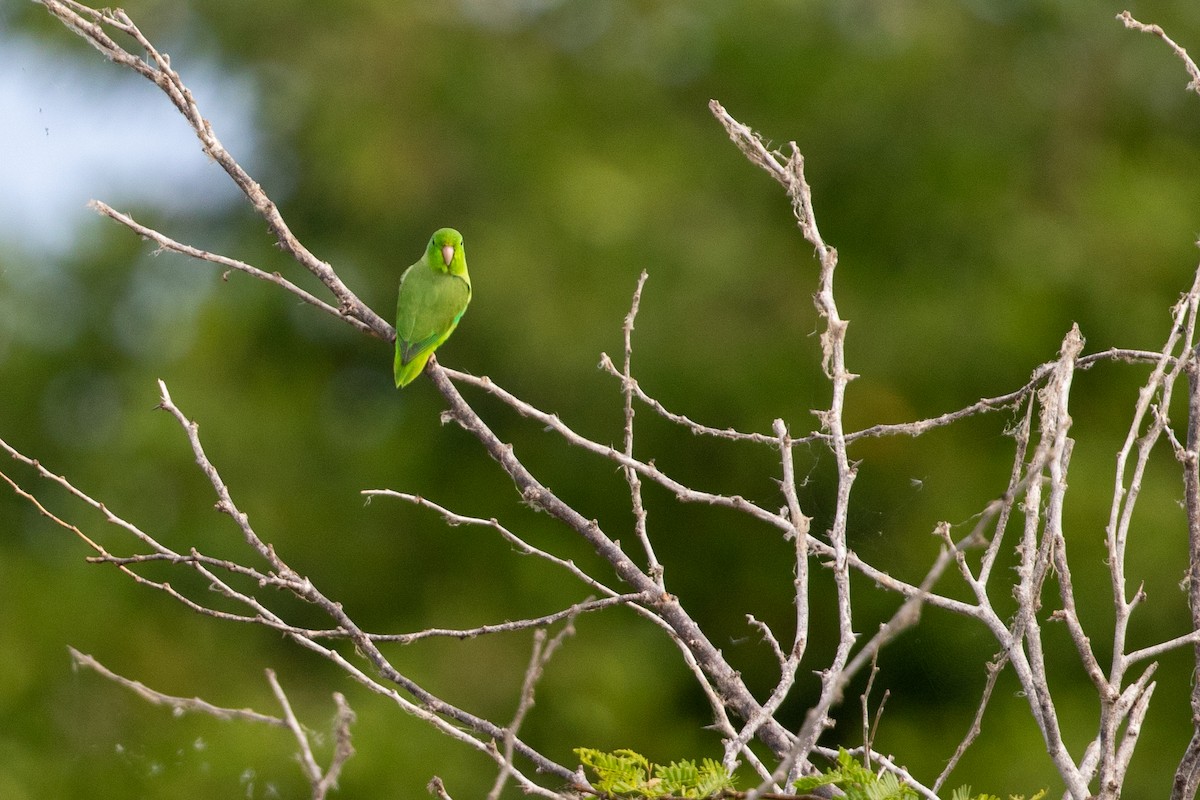 Turquoise-winged Parrotlet - Cory Gregory