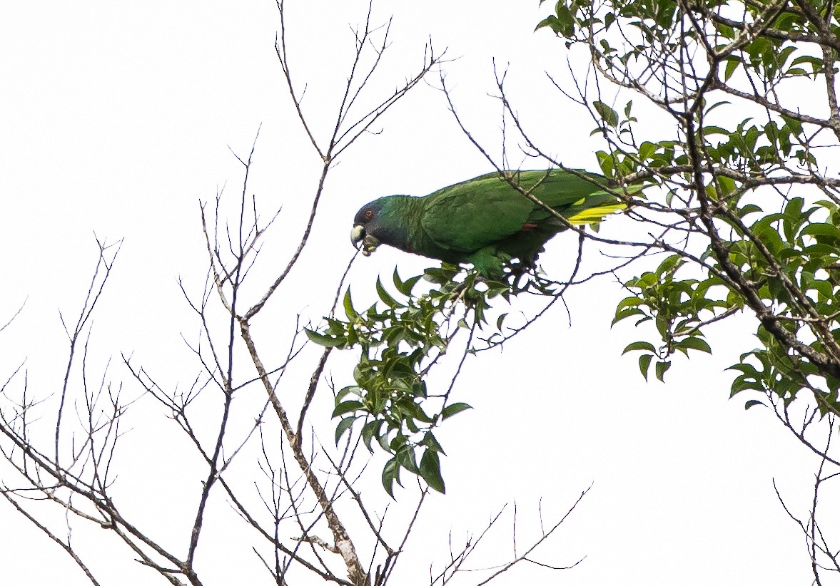 Red-necked Parrot - ML214235491
