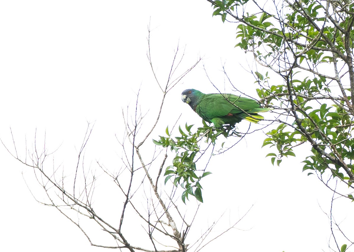 Red-necked Parrot - ML214235501