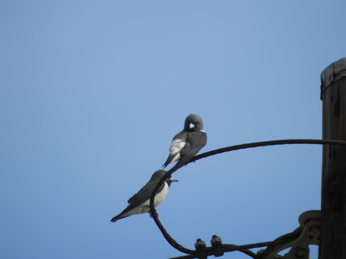 White-breasted Woodswallow - Peter Hines