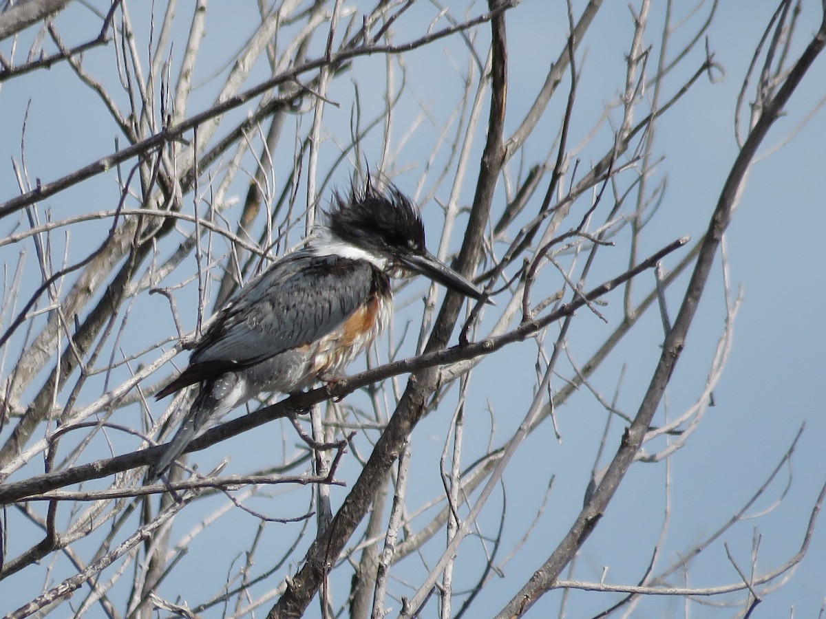 Belted Kingfisher - ML214237111