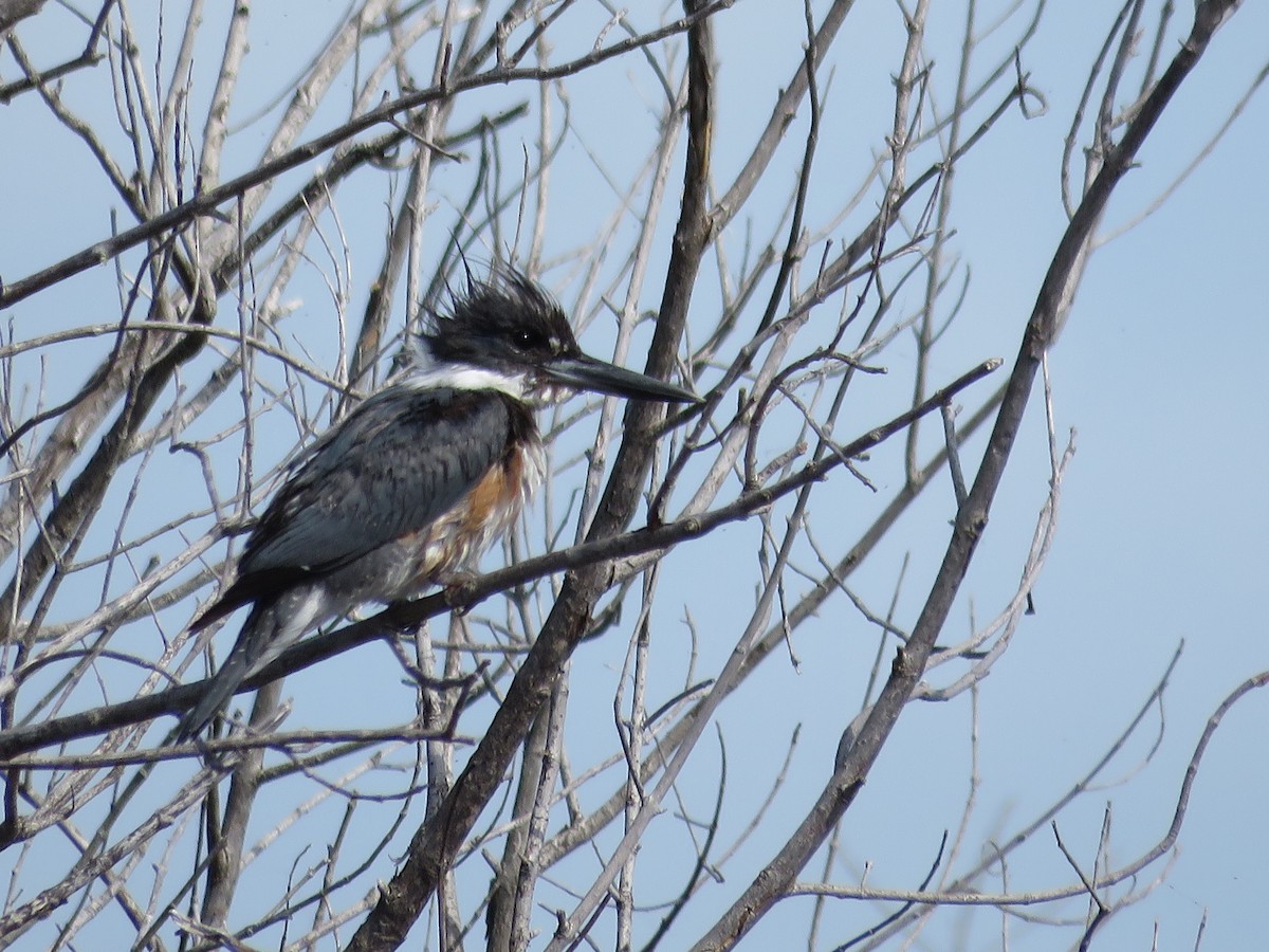 Belted Kingfisher - ML214237271
