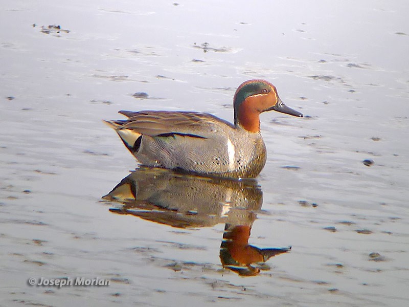 Green-winged Teal - ML214240791