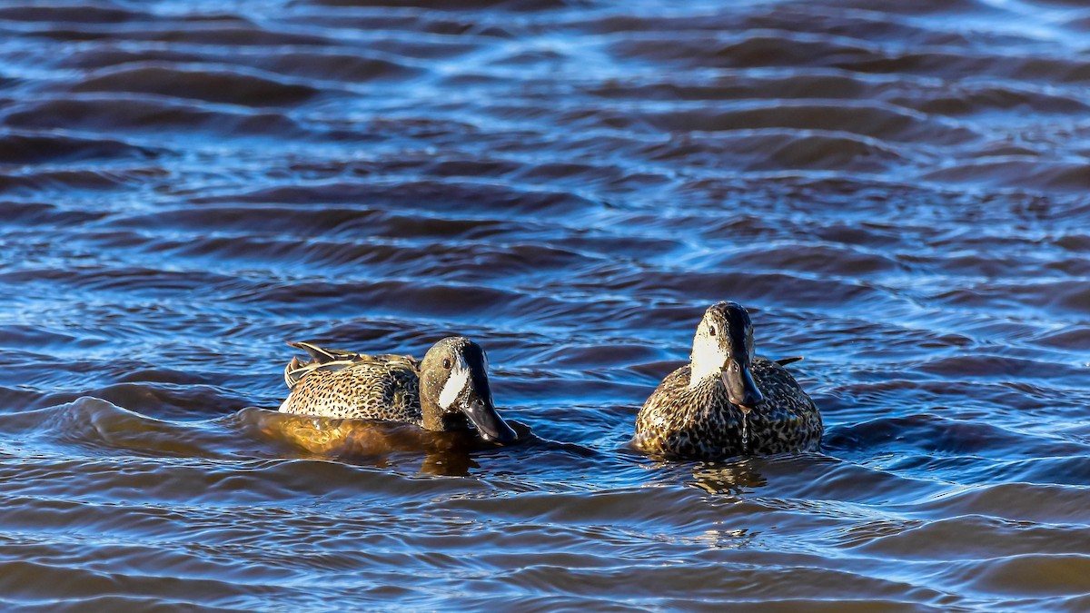 Blue-winged Teal - ML214244621