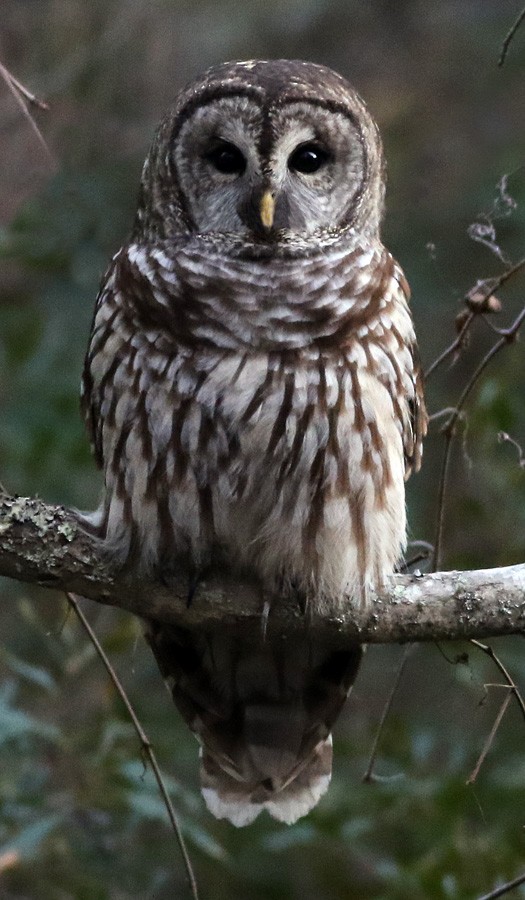 Barred Owl - Brad Singer