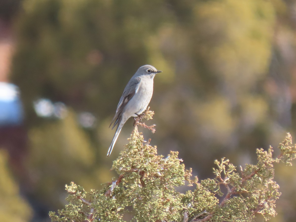 Townsend's Solitaire - ML214254801
