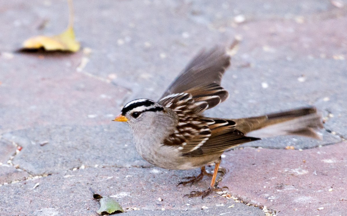 White-crowned Sparrow - Herb Elliott