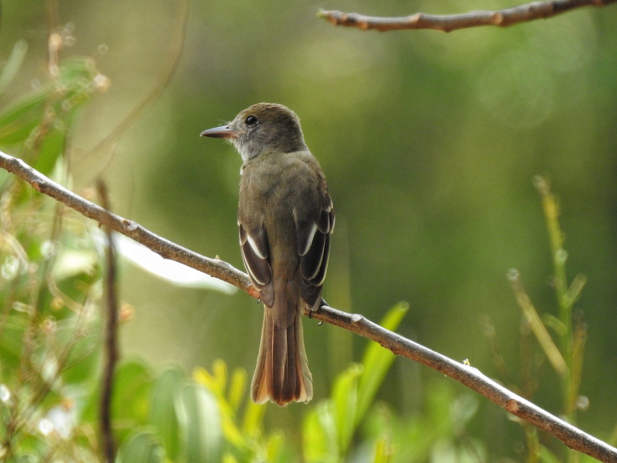 Great Crested Flycatcher - ML214256251