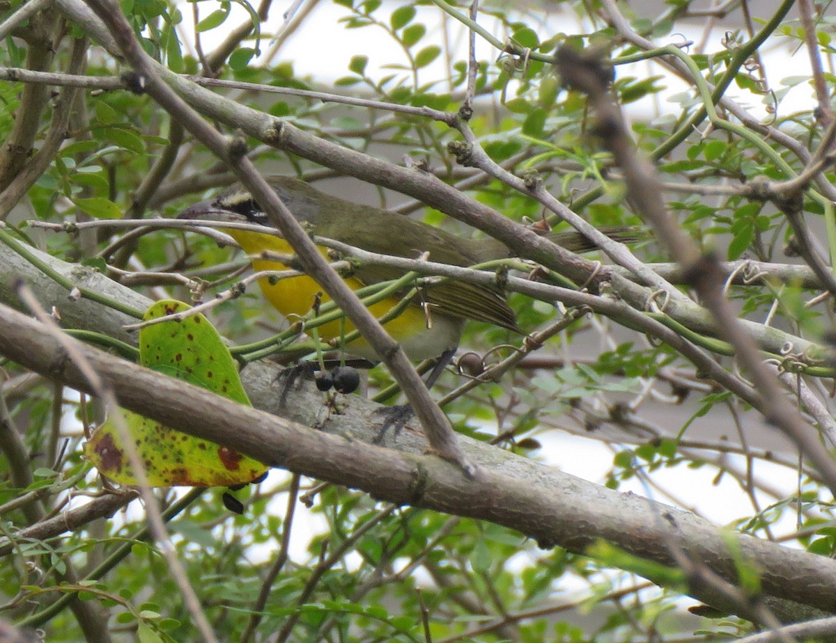 Yellow-breasted Chat - ML214257941