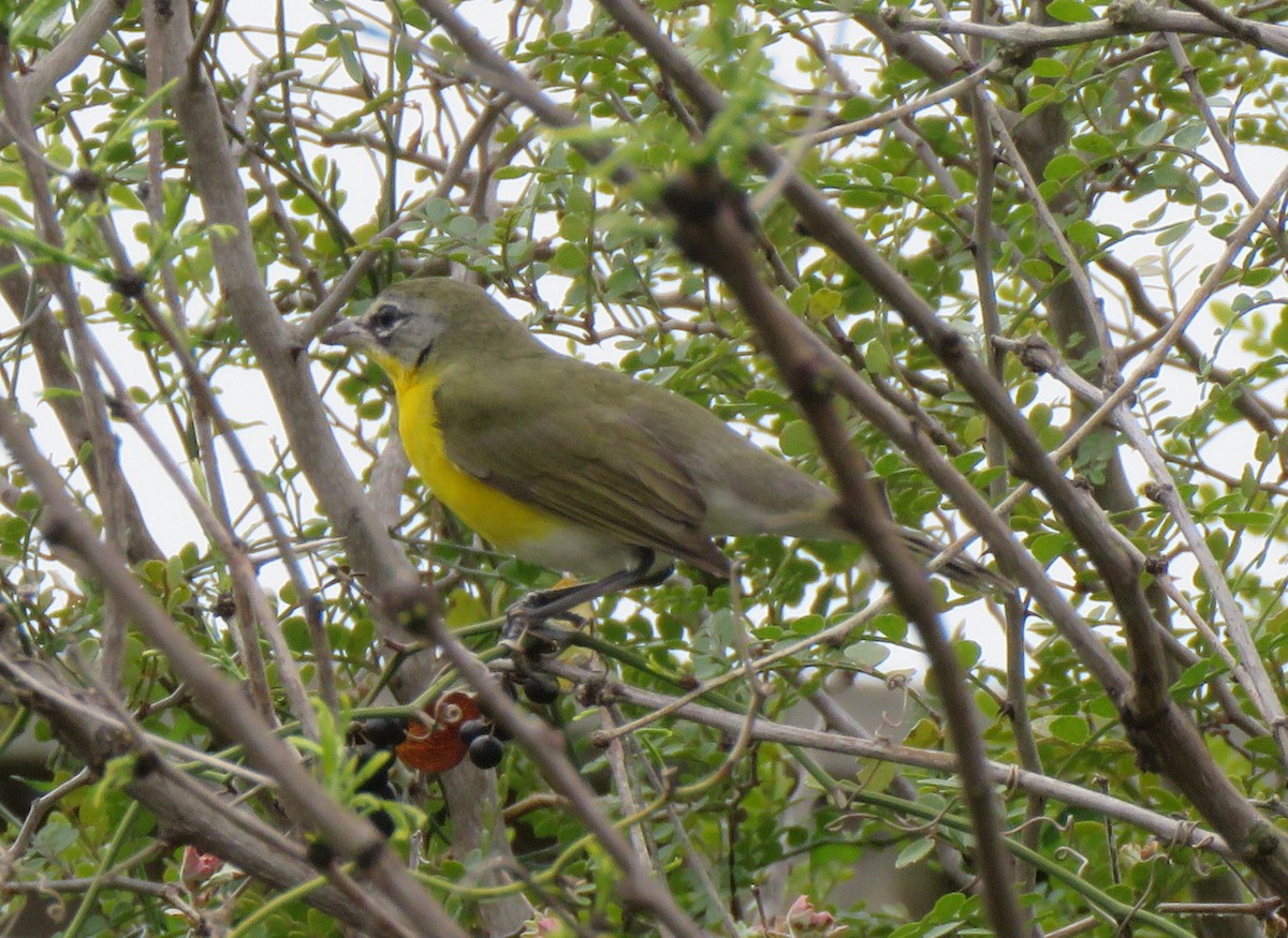Yellow-breasted Chat - ML214257951
