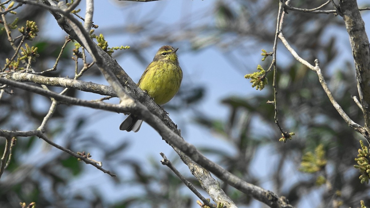 Palm Warbler (Yellow) - Barry Day