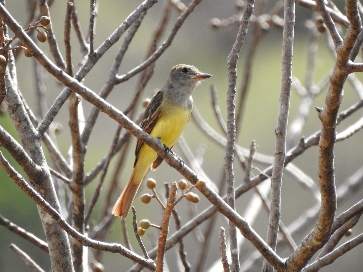 Great Crested Flycatcher - ML214259351