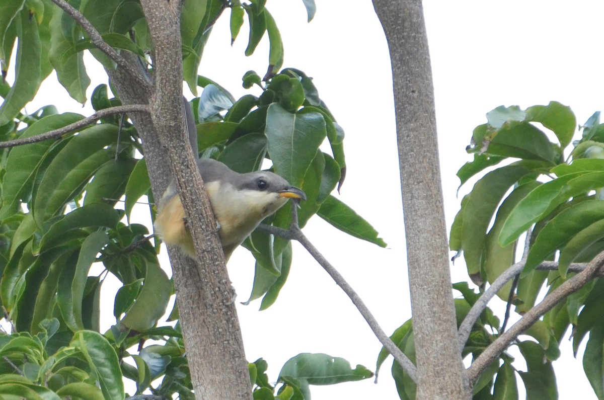 Mangrove Cuckoo - ML21425941