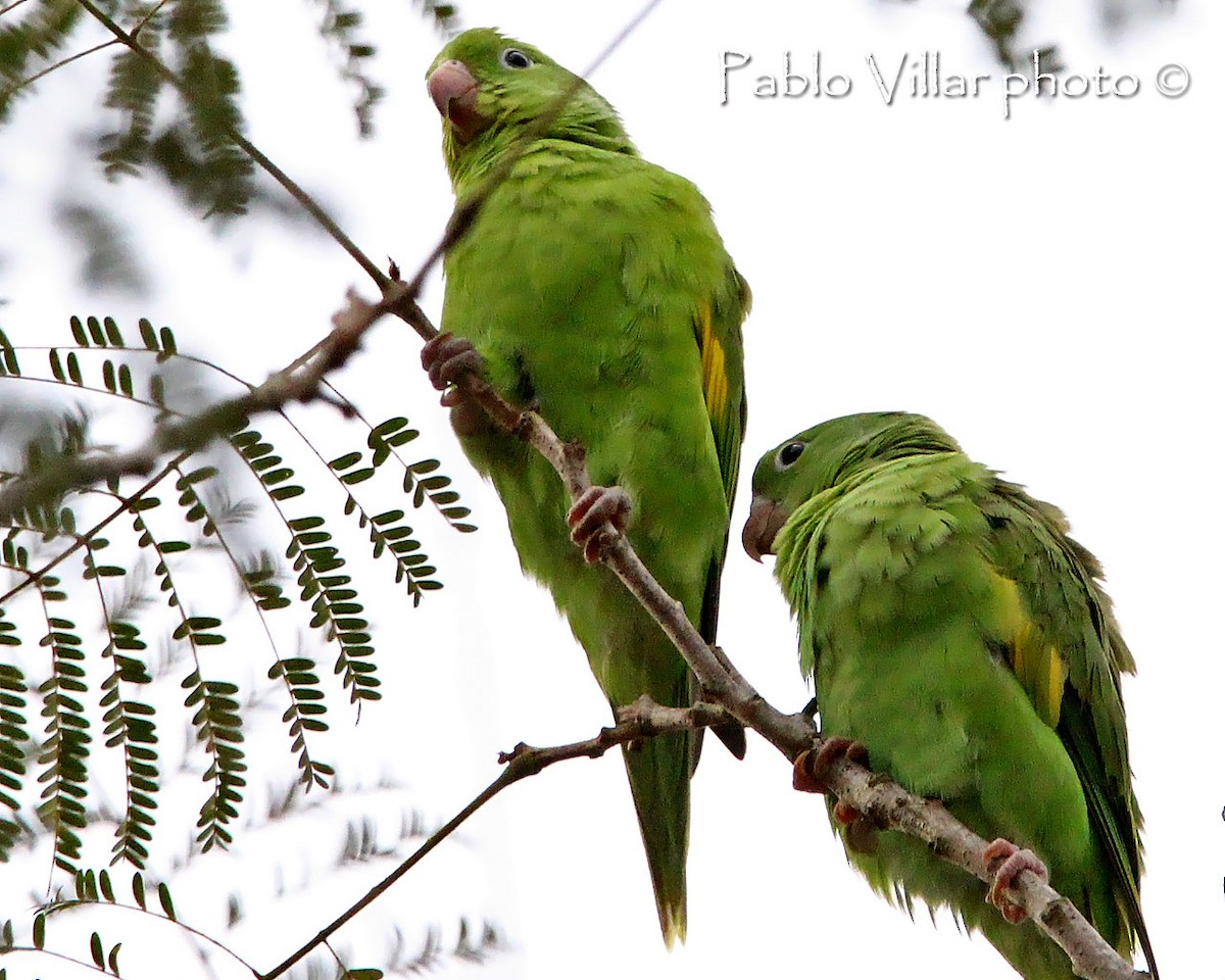 Yellow-chevroned Parakeet - Pablo Villar