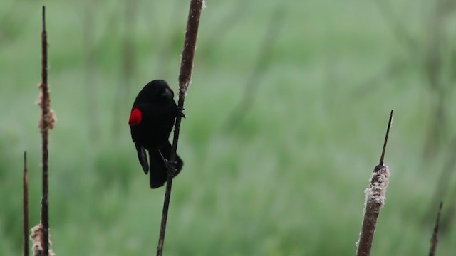 Red-winged Blackbird (California Bicolored) - ML214264131