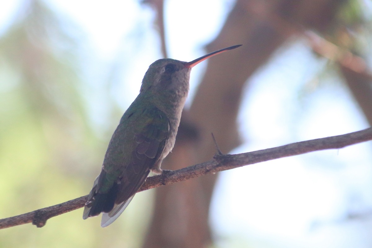Broad-billed Hummingbird - ML214265131