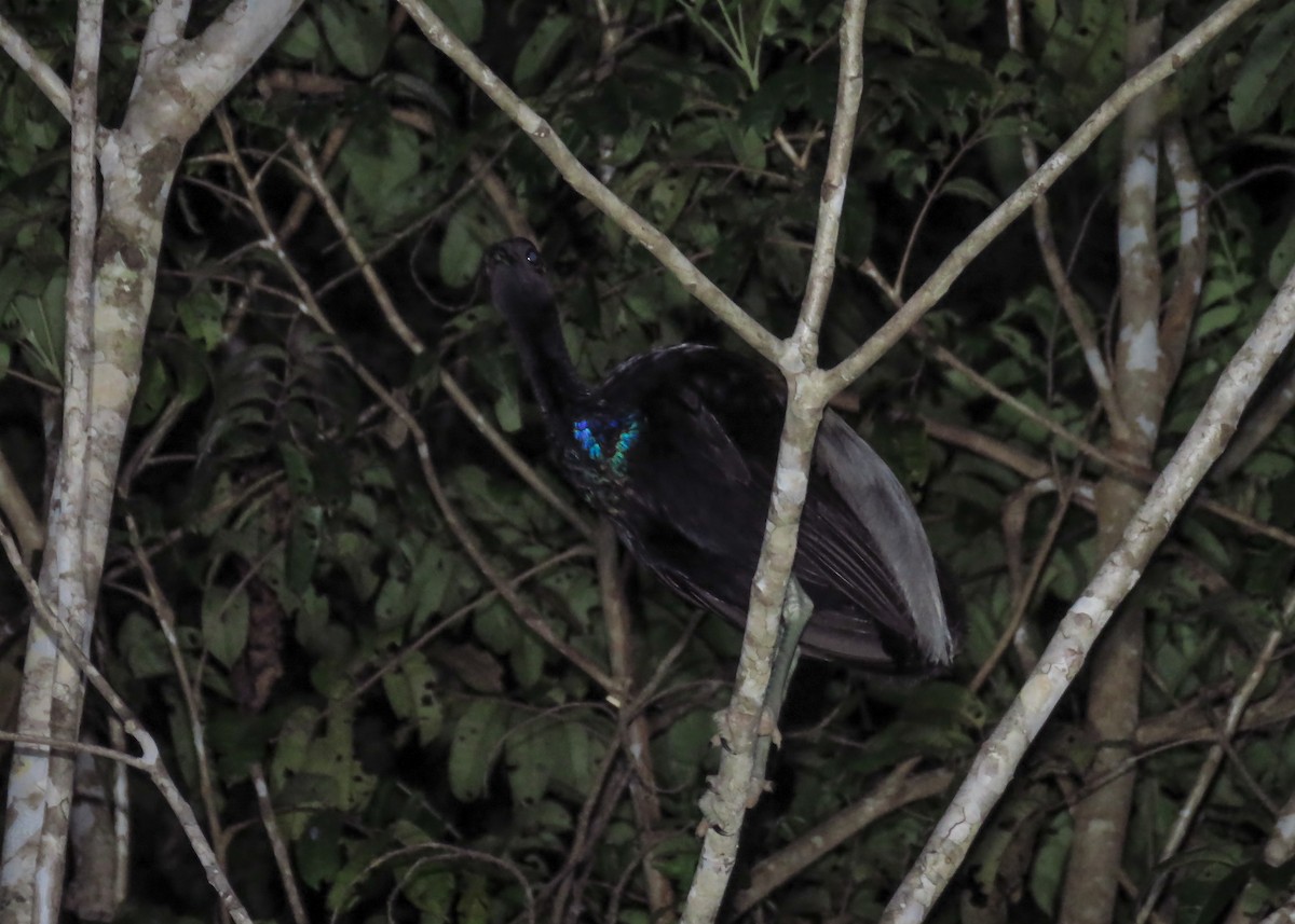 Gray-winged Trumpeter (Gray-winged) - Arthur Gomes