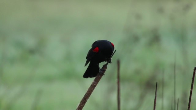 Red-winged Blackbird (California Bicolored) - ML214268741