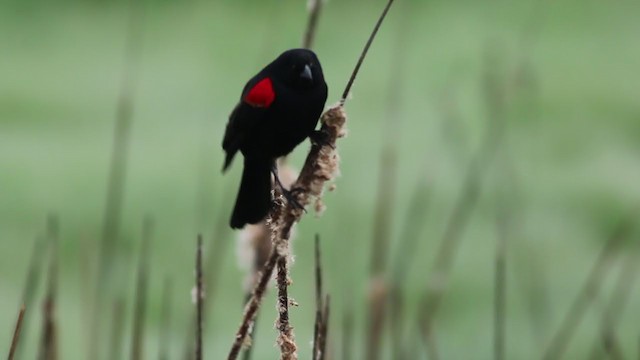 Red-winged Blackbird (California Bicolored) - ML214271221