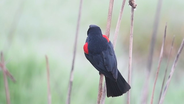 Red-winged Blackbird (California Bicolored) - ML214271321