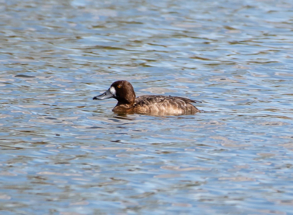 Greater Scaup - Mary McSparen