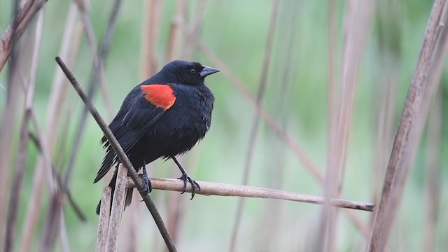 Red-winged Blackbird (California Bicolored) - ML214272961