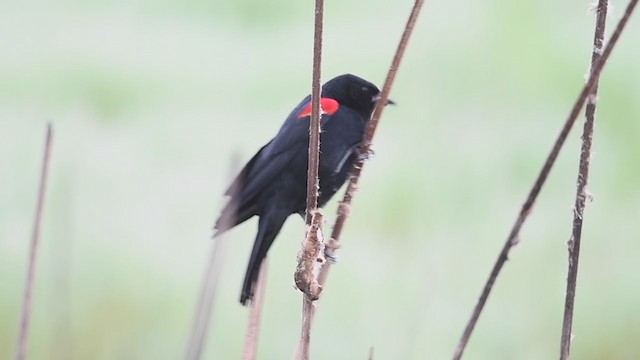 Red-winged Blackbird (California Bicolored) - ML214272971