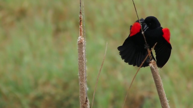 Red-winged Blackbird (California Bicolored) - ML214273051