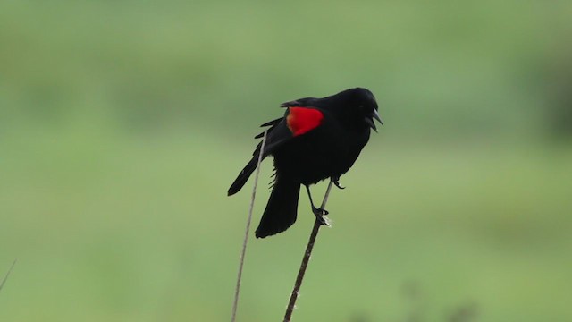 Red-winged Blackbird (California Bicolored) - ML214274611