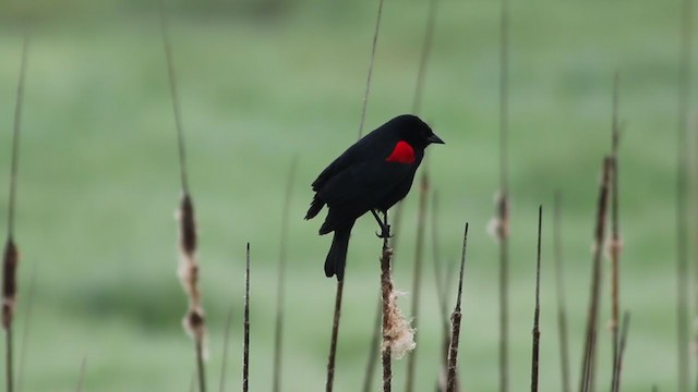 Red-winged Blackbird (California Bicolored) - ML214275041