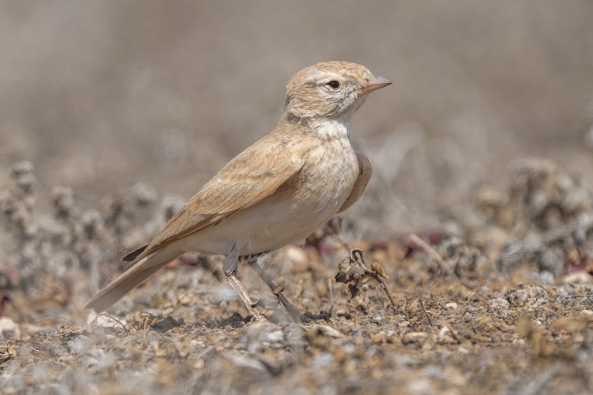 Bar-tailed Lark - Miguel Rouco