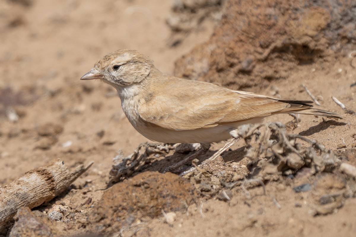 Bar-tailed Lark - Miguel Rouco