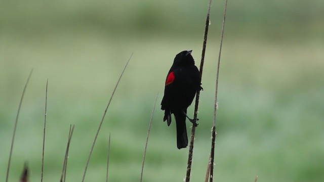 Red-winged Blackbird (California Bicolored) - ML214276621